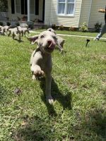 Weimaraner Puppies – Health Checked & Family Raised