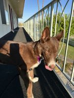 Weimaraner × Husky mix