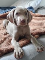 Weimaraner Puppies for sale in Orlando, FL, USA. price: $650