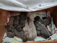 Weimaraner Puppies for sale in Cleveland, GA 30528, USA. price: $1,500