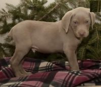 Weimaraner Puppies for sale in Texas Ave, Houston, TX, USA. price: $350