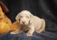 Weimaraner Puppies for sale in Albuquerque, NM 87101, USA. price: $350