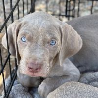 Weimaraner Puppies for sale in El Mirage, AZ, USA. price: $1,000
