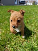 Welsh Corgi Puppies for sale in Ephrata, PA 17522, USA. price: $800
