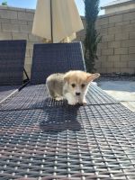 Welsh Corgi Puppies for sale in Eastvale, CA, USA. price: $2,300