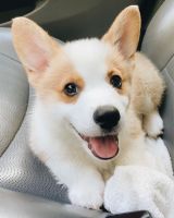 Welsh Corgi Puppies for sale in Toronto, ON, Canada. price: NA