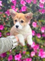 Welsh Corgi Puppies for sale in Montreal, QC, Canada. price: $580