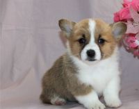 Welsh Corgi Puppies for sale in Alberta Ave, Staten Island, NY 10314, USA. price: $500