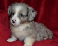 Welsh Corgi Puppies for sale in Los Angeles, CA 90005, USA. price: $390