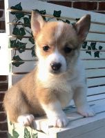 Welsh Corgi Puppies for sale in Lubbock, TX, USA. price: $450