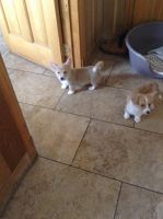 Welsh Corgi Puppies for sale in Bronx, NY, USA. price: NA