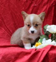 Welsh Corgi Puppies for sale in Los Angeles, CA 90012, USA. price: $500