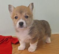 Welsh Corgi Puppies for sale in Fresno, CA 93792, USA. price: $550
