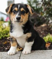 Welsh Corgi Puppies for sale in Minneapolis, MN, USA. price: NA
