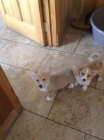 Welsh Corgi Puppies for sale in Oakland, CA, USA. price: NA