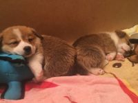Welsh Corgi Puppies for sale in Dallas, TX, USA. price: $300