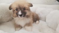 Welsh Corgi Puppies for sale in Orange County, CA, USA. price: $2,299