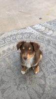 Welsh Corgi Puppies for sale in St. George, UT, USA. price: $5,000