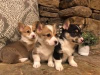 Welsh Corgi Puppies for sale in Kansas City, MO, USA. price: NA