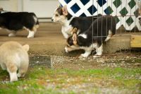 Welsh Corgi Puppies for sale in Montreal, QC, Canada. price: $800