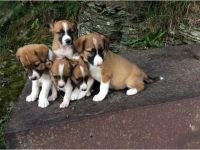 Welsh Sheepdog Puppies Photos