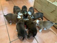 Welsh Sheepdog Puppies for sale in Virginia Beach, VA, USA. price: $550