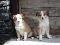 Welsh Sheepdog Puppies for sale in 862 NJ-33, Hamilton Township, NJ 08619, USA. price: $9,500