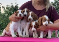 Welsh Springer Spaniel Puppies for sale in Albany, NY, USA. price: NA