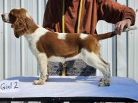 Welsh Springer Spaniel Puppies for sale in Miami, FL, USA. price: $2,500