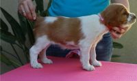 Welsh Springer Spaniel Puppies for sale in 114-34 121st St, Jamaica, NY 11420, USA. price: $500