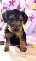 Welsh Terrier Puppies for sale in Virginia Beach, VA, USA. price: $1,300