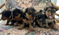 Welsh Terrier Puppies for sale in Henryetta, Oklahoma. price: NA