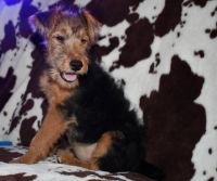 Welsh Terrier Puppies for sale in Draper, Virginia. price: NA