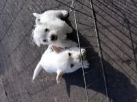 West Highland White Terrier Puppies for sale in Easton, PA, USA. price: $500