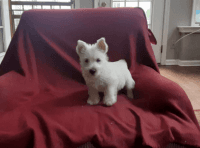 West Highland White Terrier Puppies for sale in New York, NY 10028, USA. price: $650