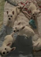 West Highland White Terrier Puppies for sale in Buffalo, MO 65622, USA. price: NA