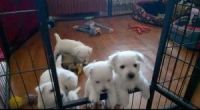 West Highland White Terrier Puppies for sale in Orlando, FL, USA. price: $700