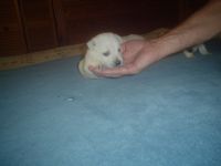 West Highland White Terrier Puppies for sale in AR-1, Harrisburg, AR, USA. price: $90,000
