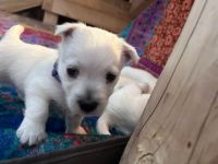 West Highland White Terrier Puppies for sale in Kopperl, TX, USA. price: $1,300