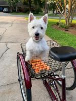 West Highland White Terrier Puppies for sale in Morrison, TN 37357, USA. price: $1,600