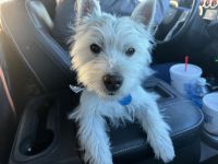 West Highland White Terrier Puppies for sale in Clayton, New Mexico. price: $2,000