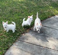 West Highland White Terrier Puppies for sale in Spring Hill, Florida. price: $1,500