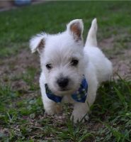 West Highland White Terrier Puppies for sale in Sydney, New South Wales. price: $1,350