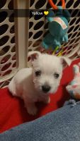 West Highland White Terrier Puppies for sale in Alexandria, Minnesota. price: $1,000