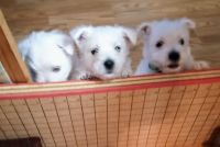 West Highland White Terrier Puppies for sale in Zwolle, Louisiana. price: $1,350