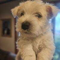 West Highland White Terrier Puppies for sale in Queens, New York. price: $2,600