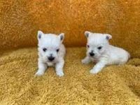 West Highland White Terrier Puppies for sale in Kitchener, Ontario. price: $650