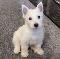 West Highland White Terrier Puppies for sale in Kamloops, British Columbia. price: $750