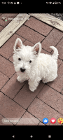 West Highland White Terrier Puppies for sale in Canton, Ohio. price: $1,500