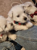 West Highland White Terrier Puppies for sale in Midland, TX 79701, USA. price: $2,500